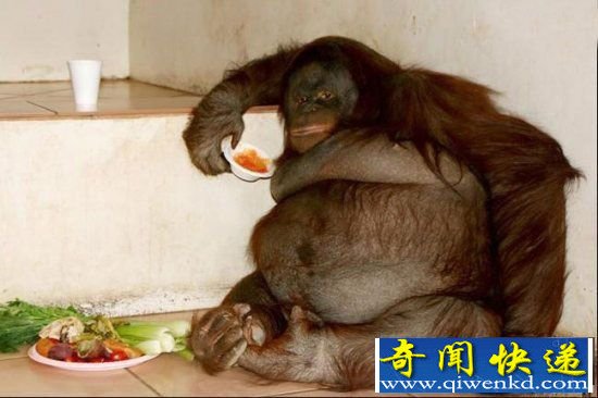 全球十大最胖动物盘点