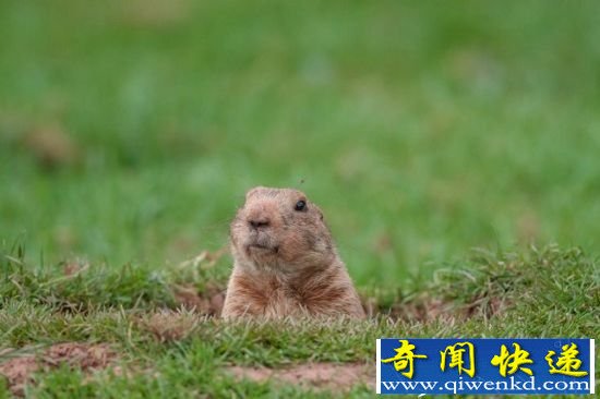 动物界十种隐藏杀手 可爱外表下的同类相食