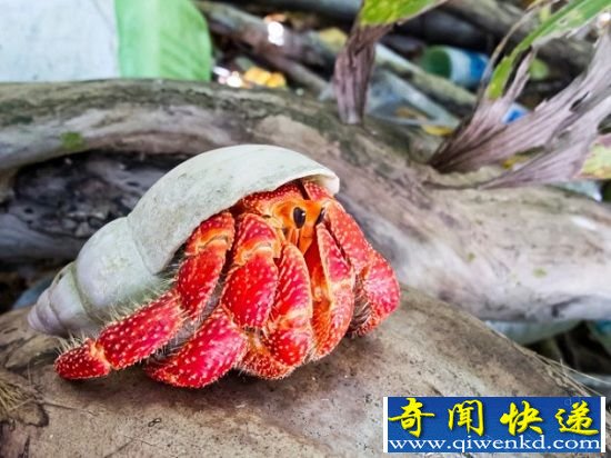 动物界十种隐藏杀手 可爱外表下的同类相食