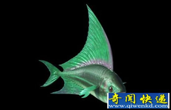 白垩纪十大奇异远古海洋动物