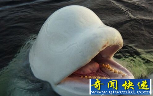 俄罗斯野生白鲸被驯化后近半绝食而亡