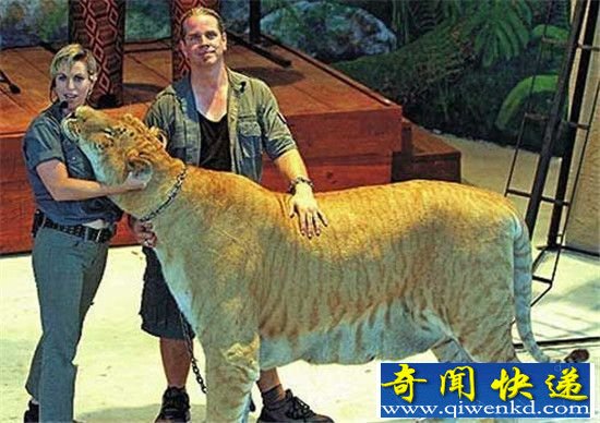 盘点世界十大著名杂交动物