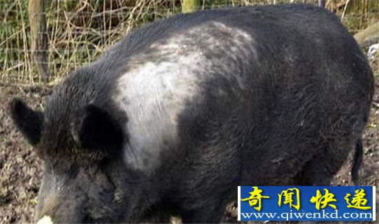 盘点世界十大著名杂交动物