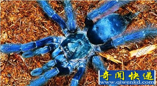 超巨型蜘蛛大于狗 能捕食老鼠