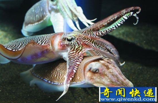 动物世界十大怪异性行为