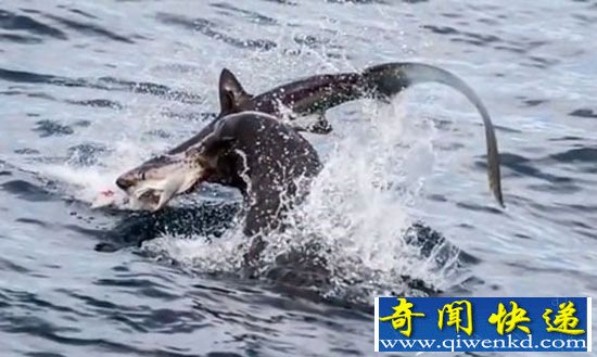 鲨鱼被海狮围剿厮杀分食 海洋十大怪异动物盘点