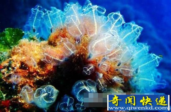 盘点:深藏海底的十大最美珊瑚 绝美震撼