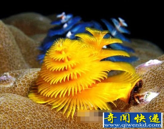 盘点:深藏海底的十大最美珊瑚 绝美震撼