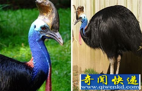 盘底十大生命力顽强的动物:柔弱却致命的食火鸡