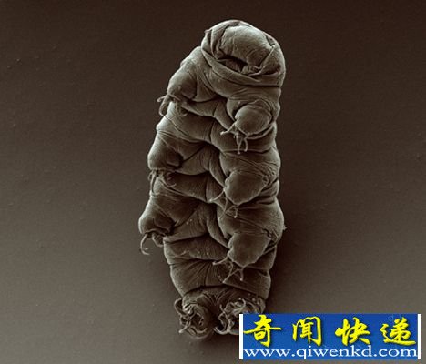 盘底十大生命力顽强的动物:柔弱却致命的食火鸡