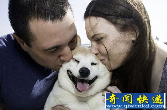 柴犬一直笑不拢嘴的狗狗 获誉全球最幸福的狗