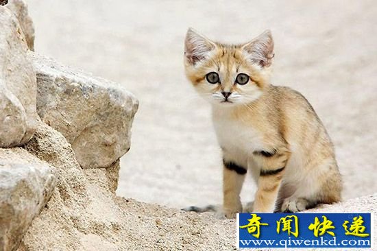 来自沙漠的喵星人!濒临灭绝的天然萌沙猫