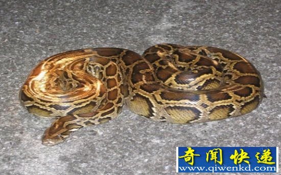 动物界十种矛盾动物 恐怖与母性并存