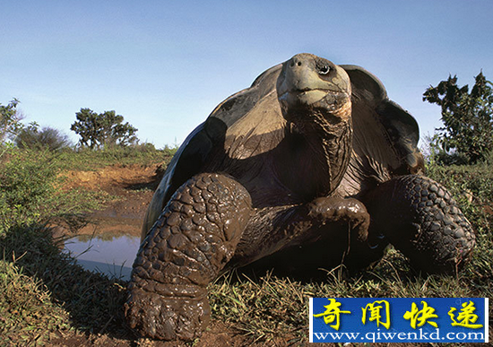 盘点:地球上最长寿的五大动物