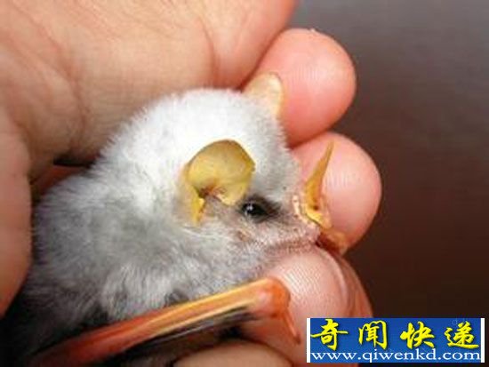 萌化了!动物世界十大最可爱宝宝