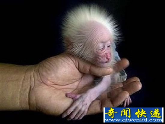 萌化了!动物世界十大最可爱宝宝