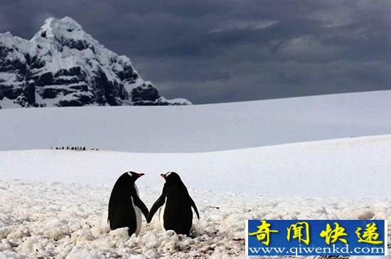 外媒评选20幅美图 动物情侣亲热照片【组图】