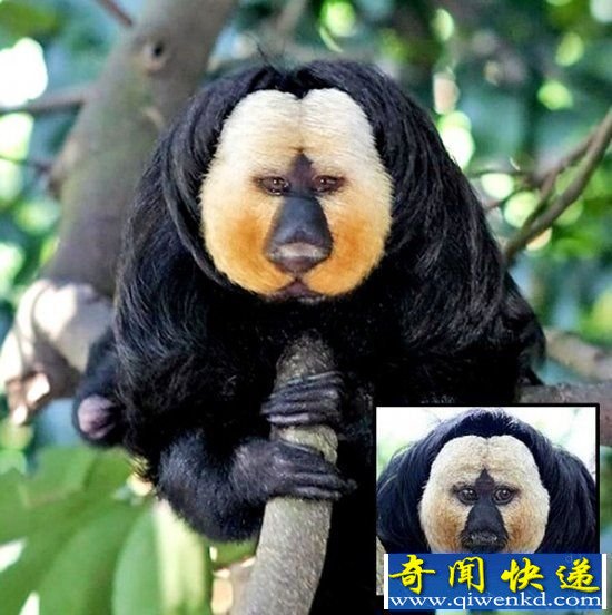 盘点世界十大奇异动物:白面粗尾猿无惧剧毒