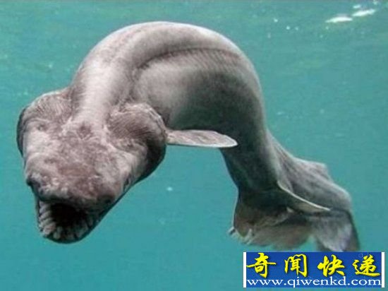 盘点世界十大奇异动物:白面粗尾猿无惧剧毒