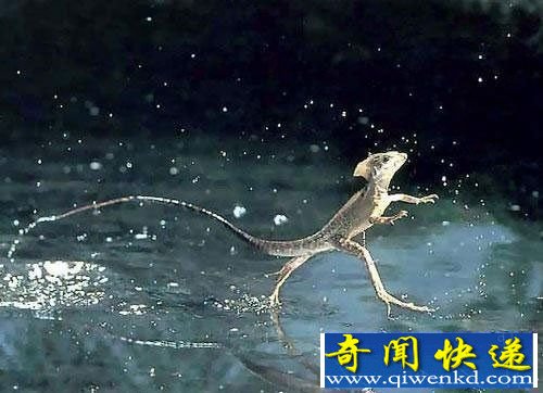 动物七大独特行走方式盘点 蜥蜴绝学水上漂