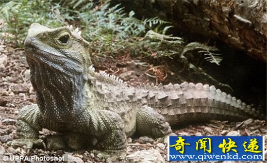 盘点世界十大动物活化石 传承亿万年的物种