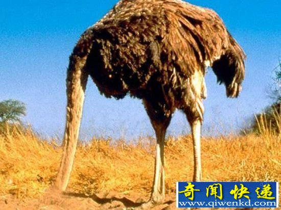 盘点动物世界十大谣传:红色会使公牛发疯?
