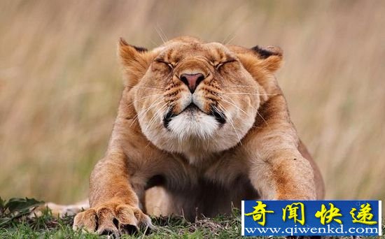 动物们十大囧萌瞬间 害羞撒娇萌物出没