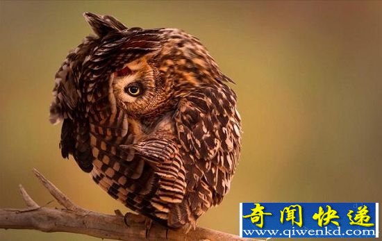 动物们十大囧萌瞬间 害羞撒娇萌物出没