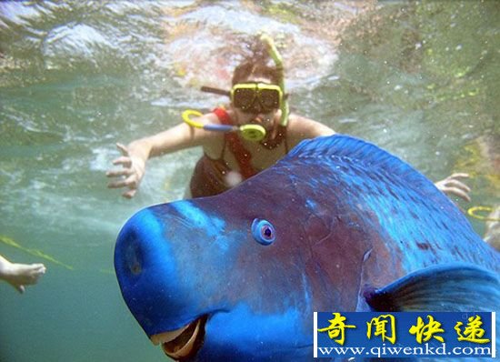 【实力抢镜】盘点:动物界中的“抢镜明星”