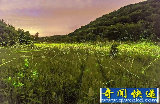 【欣赏】夏夜萤火虫之光美不胜收 独一无二美卷