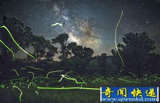 夏夜萤火虫之光美不胜收 独一无二美卷