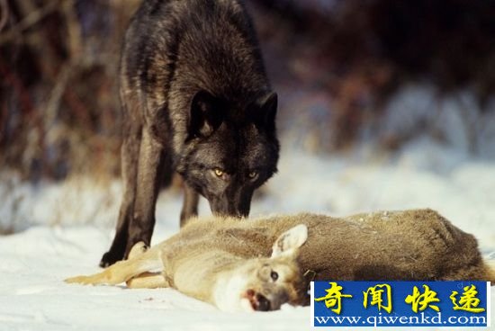 自然界不同物种间十大合作行为 同进退共患难