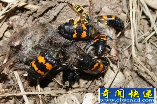 自然界不同物种间十大合作行为 同进退共患难