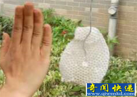 端午三天假房间变成马蜂窝
