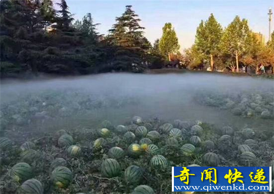 中央美院铺满西瓜:烟雾缭绕似仙境 网友调侃西瓜开会