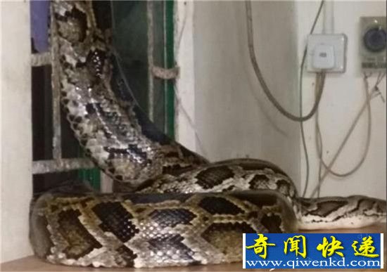4.5米长巨蠎闯入民宅 人蛇大战巨蟒拒捕拼死反抗吓傻村民!
