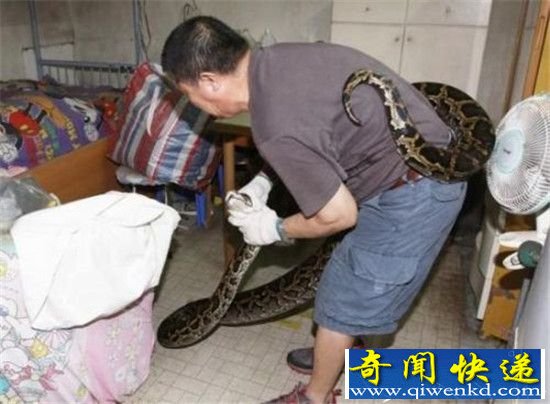 4.5米长巨蠎闯入民宅 人蛇大战巨蟒拒捕拼死反抗吓傻村民!