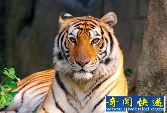 自然界十大最聪明动物排行