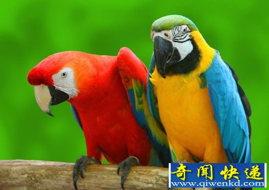 自然界十大最聪明动物排行