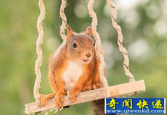 忍俊不禁!可爱松鼠跳上秋千享用坚果