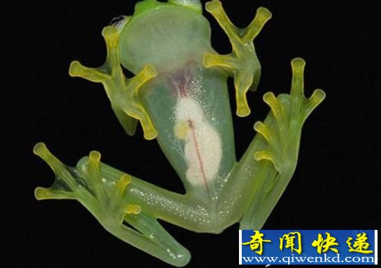 科哥斯达黎加发现 可看清内脏的“玻璃蛙”