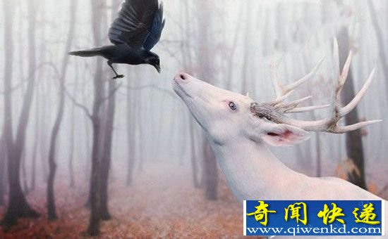 自然界十大变异动物 白化麋鹿犹如独角兽