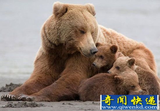 母熊为幼崽遮风挡雨 彰显浓浓亲情