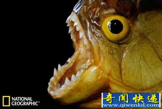 南美食人鱼凶猛无敌 近亲祖先咬合力不输霸王龙