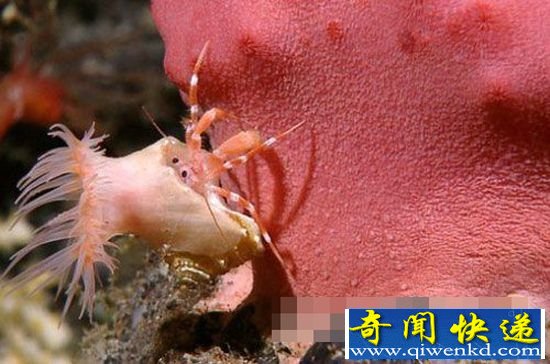 印尼深海怪异生物:海葵吸附寄生蟹搭便车