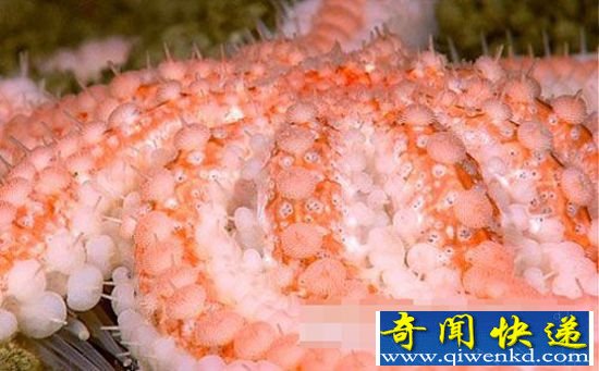 印尼深海怪异生物:海葵吸附寄生蟹搭便车