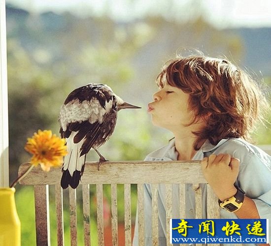 人文情怀:少年与喜鹊的人鸟情缘