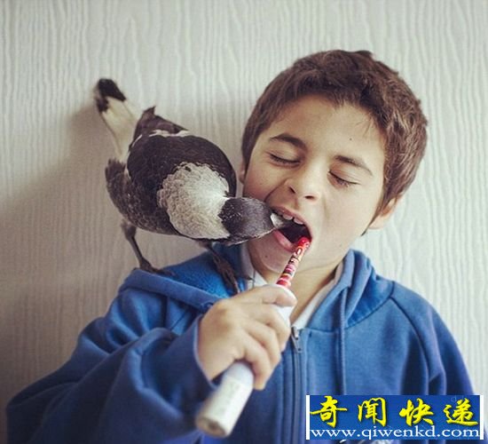 人文情怀:少年与喜鹊的人鸟情缘