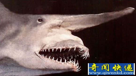 盘点十大最怪异海洋生物 还记得奥特曼里面的怪兽吗?