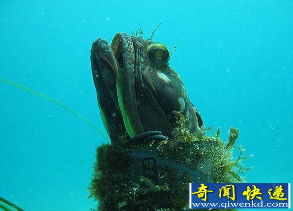 盘点十大最怪异海洋生物 还记得奥特曼里面的怪兽吗?